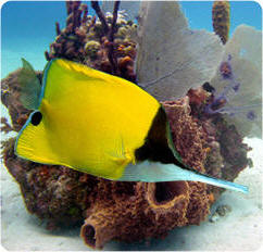 Butterflyfish