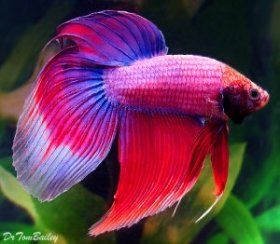 cambodian_betta_male_120217b6_w0640