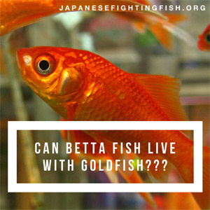 Can betta fish live with goldfish