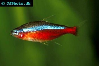 Cardinal Tetra picture