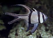 Cardinalfish Great Barrier Reef