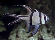 Cardinal-Fish-1 Cardinalfish Great Barrier Reef