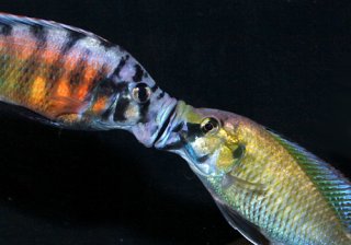 cichlid-breeding-liplock-war