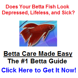 Click Here For The Best Betta Fish Guide