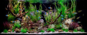 clorful tropical tank