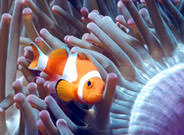 Clown Fish Great Barrier Reef