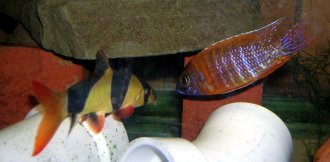 clown loach and ruby red aulonocara