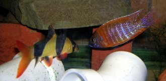 clown loach and Ruby Red aulonocara clown loach and ruby red aulonocara