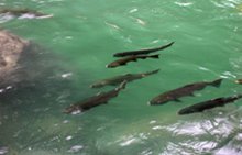 Coho in the Sol Duc River