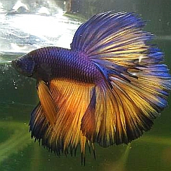 colorful mustard betta