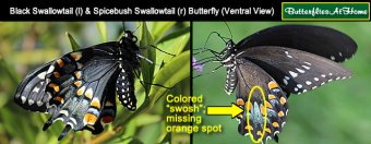 Comparison of Black Swallowtail and Spicebush Swallowtail ventral markings Comparison of Black Swallowtail and Spicebush Swallowtail ventral markings