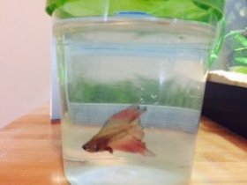 Consistently bad water values inside a small pet store cup caused this betta to develop severe fin rot as well as blood poisoning. Luckily, he was rescued in time by Tumblr user theblondeaquarist.
