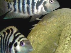 Convict Cichlid pair with their babies.