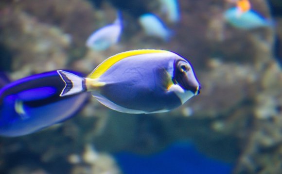 Cool Facts About fish
