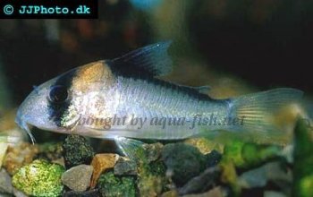 Corydoras Adolfoi picture