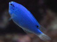 Damsel-Fish-1 Damselfish Great Barrier Reef