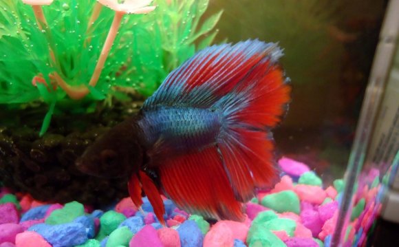 Double tail Betta