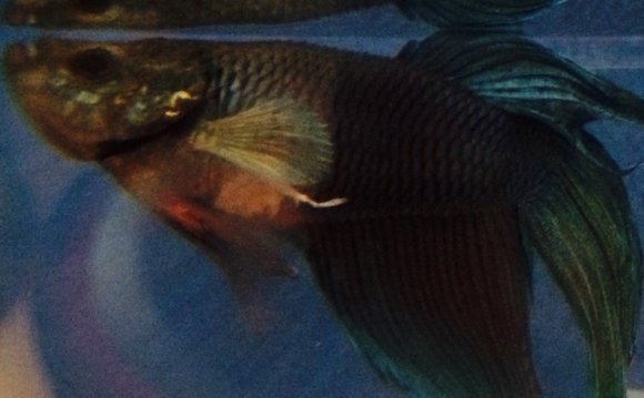 Betta fish discoloration