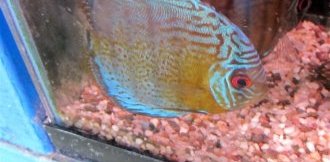 Discus fish