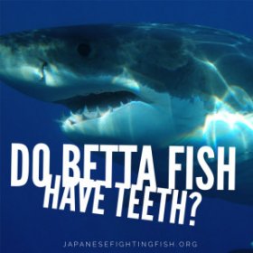 do bettas have teeth?