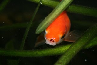 Don't let their peaceful behavior trick you; goldfish are plant killers.
