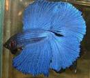 Double Tail Betta Picture