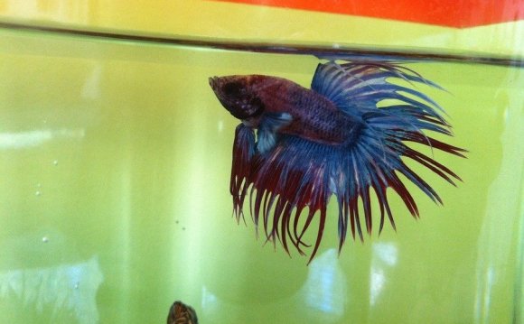 Crowntail Male Betta Care
