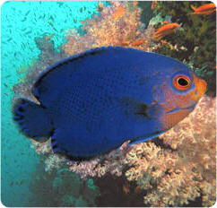 Dwarf Angelfish (Angelfish)