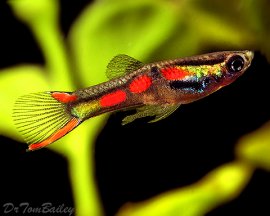 Endler's Livebearers at AquariumFish.net