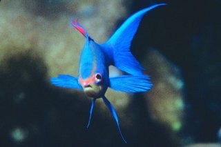 Except in the case of birth defects, fish usually regrow fins.