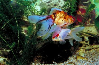 Fantail goldfish were first discovered in the 1400s.