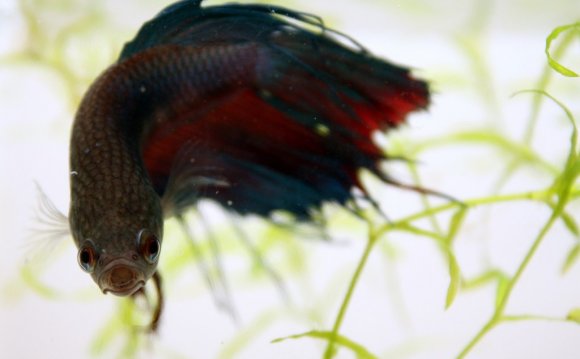 How to feed your Betta fish?