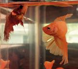 Female crown tail betta, Chelsea (looking a bit beat up) and male half moon betta, Kevin.