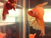 Female crown tail betta (looking a bit beat up) and male half moon beta.