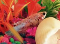 Female crown tail Betta splendens Female crown tail Betta splendens