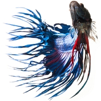 fighting betta