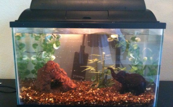 5 gallon fish tank Betta