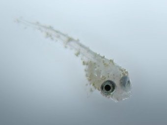 Betta_fry