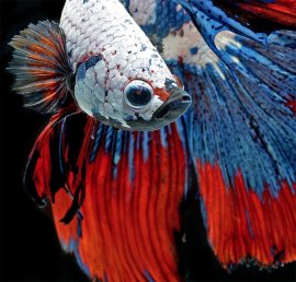 fish, Siamese fighting fish