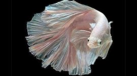 fish, Siamese fighting fish