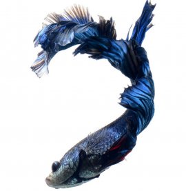 fish, Siamese fighting fish
