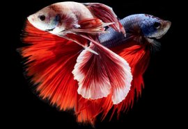 fish, Siamese fighting fish