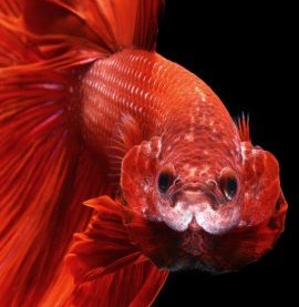 fish, Siamese fighting fish
