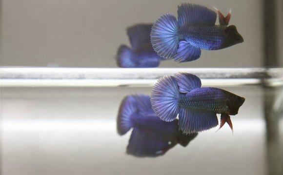 Types of male Betta fish