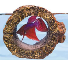 Floating Betta Fish Toy