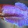 Betta breeding color Chart