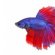 Betta fish care for kids