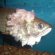 Betta fish gills Disease