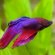 Betta fish illness and Cures