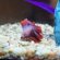 Betta fish Interesting Facts